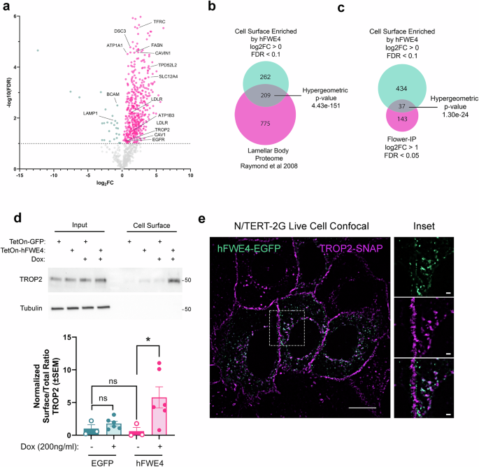 Fig. 5: Ectopic hFWE4 expression facilitates plasma membrane presentation of LB associated cargo including the tight junction component, TROP2.