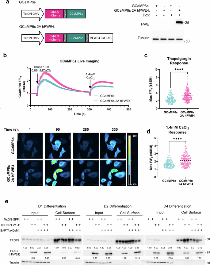 Fig. 6: hFWE4 potentiates Ca2+ release from intracellular stores to facilitate surface trafficking of LB cargo.