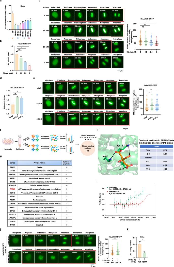Fig. 1: Citrate binds to PFKM and promotes mitotic progression.