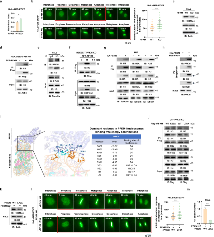 Fig. 2: PFKM interacts with nucleosomes to promote mitotic progression.