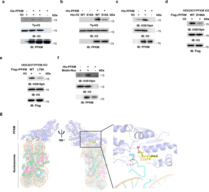 Fig. 3: PFKM phosphorylates histone H3S10.