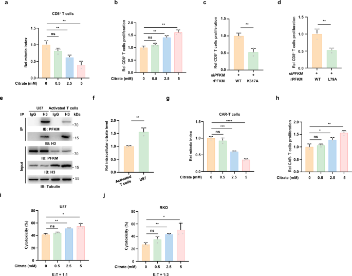 Fig. 6: Citrate dependent interaction between PFKM and histone H3 enhances T cell proliferation.