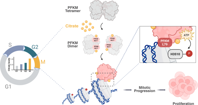 Fig. 7: Schematic model of citrate-promoted mitotic progression and cell proliferation.