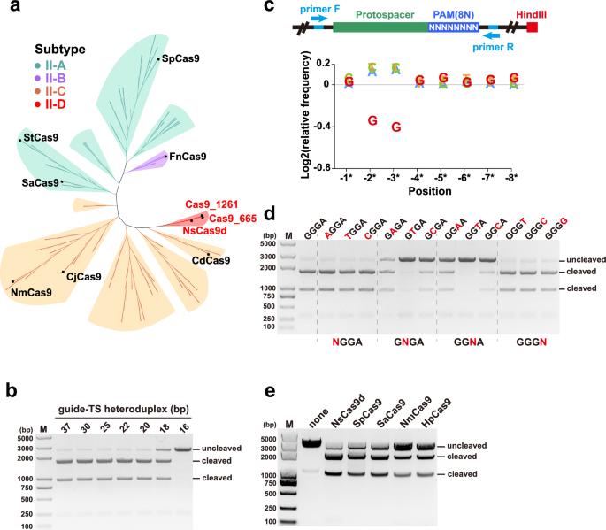 Fig. 1: In vitro cleavage activities of NsCas9d and the protospacer adjacent motif (PAM) identification.