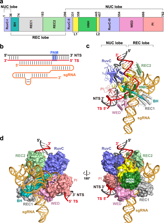Fig. 2: Structure of NsCas9d-sgRNA-dsDNA ternary.