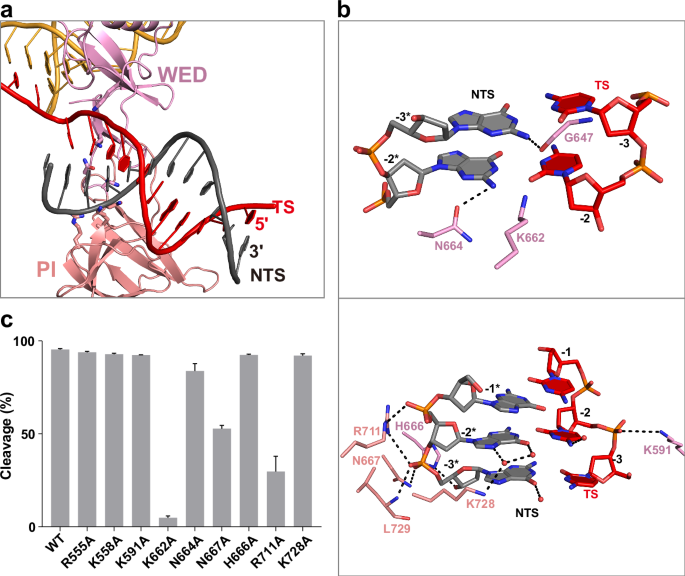 Fig. 4: PAM recognition of NsCas9d.