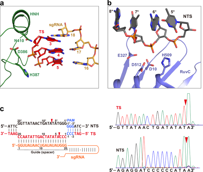Fig. 5: Catalytic conformation of NsCas9d.