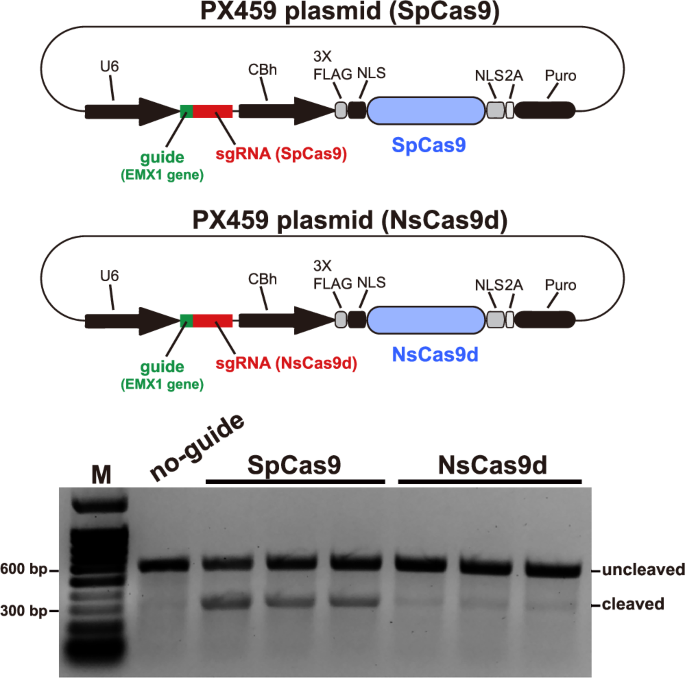 Fig. 6: Gene editing activity in mammalian cells of NsCas9d.