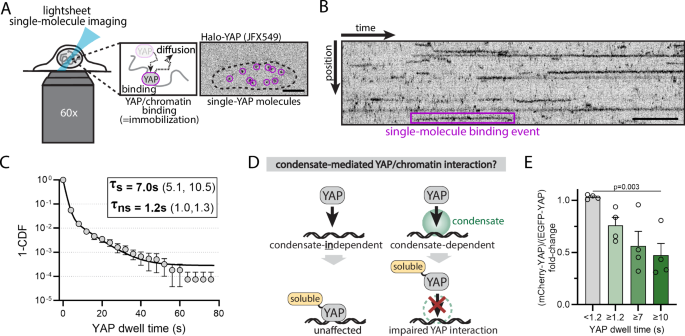 Fig. 1: YAP-chromatin dwell times are sensitive to protein solubility, consistent with an involvement of condensates.