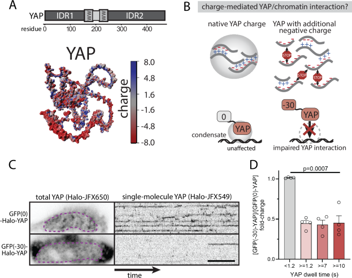 Fig. 2: YAP-chromatin dwell times are sensitive to protein charge.