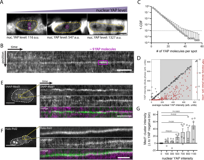 Fig. 3: YAP engages with endogenous Med1/Pol2 transcriptional condensates and drives their formation.