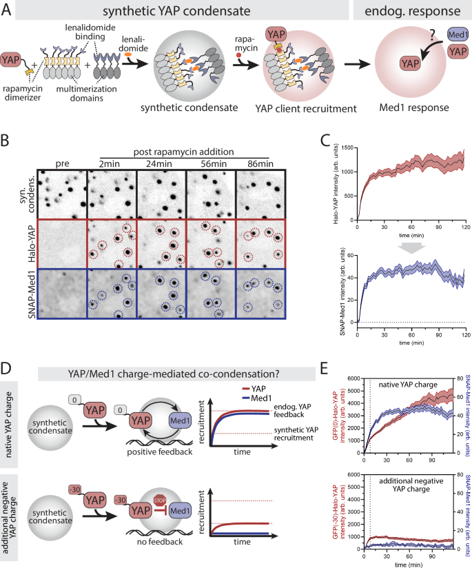 Fig. 4: YAP forms co-condensates with Med1 through charge-mediated positive feedback.