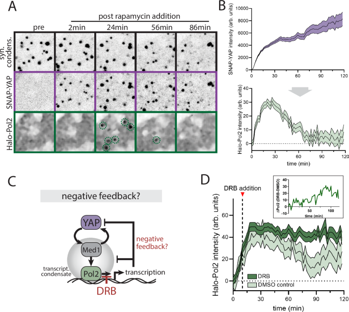 Fig. 5: Transcriptional activation drives negative feedback of YAP/Med1 co-condensates.