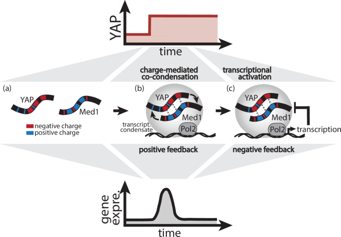Fig. 7: YAP signal integration through Med1 co-condensation and transcriptional feedback.