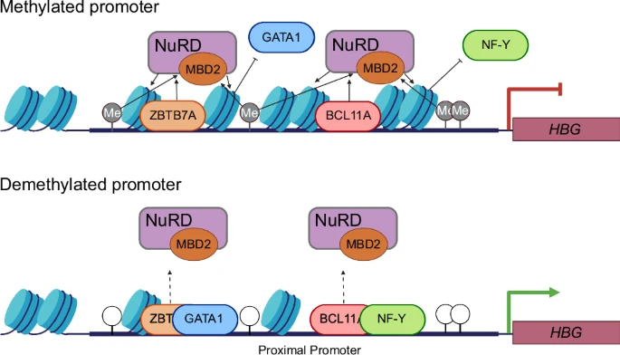 Removal of promoter CpG methylation by epigenome editing reverses HBG silencing