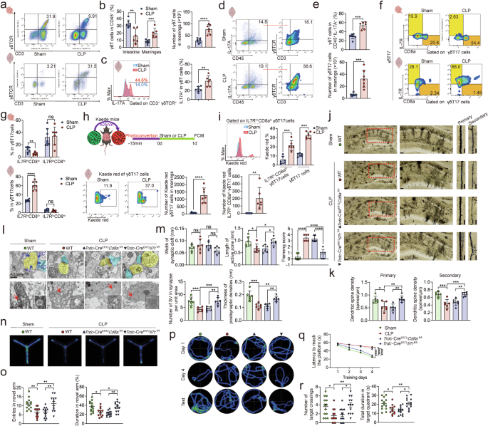 Fig. 1: Migration of small intestinal IL-7Rhigh CD8low γδ T17 cells to meninges exacerbates SAE.