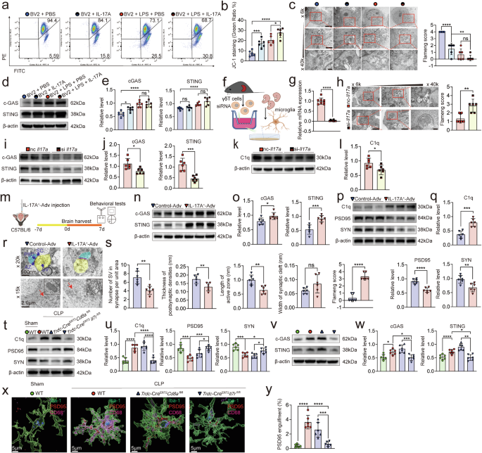 Fig. 2: IL-17A from γδ T cells damages microglial mitochondria and activates cGAS-STING-C1q pathway.