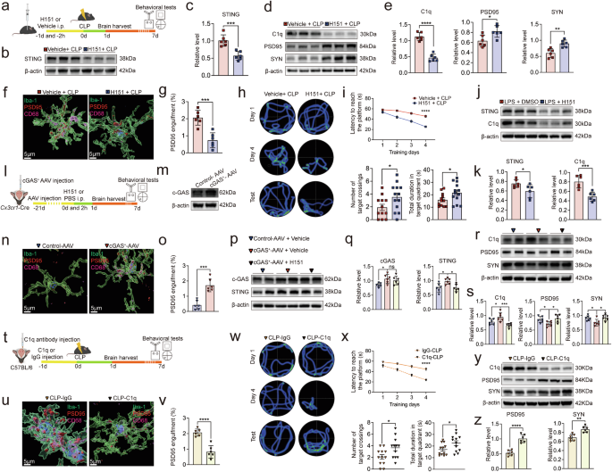 Fig. 3: Increased STING promotes C1q-dependent synaptic pruning.