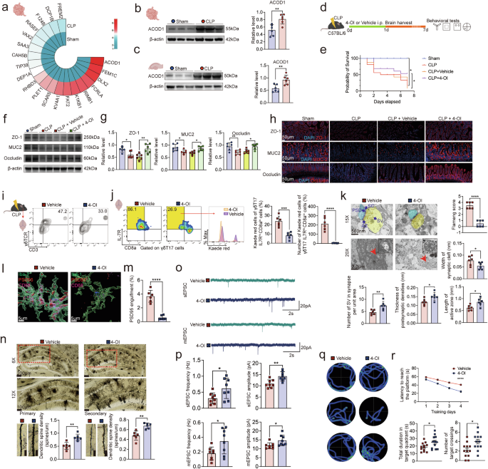 Fig. 5: 4-Octyl itaconate alleviates SAE.