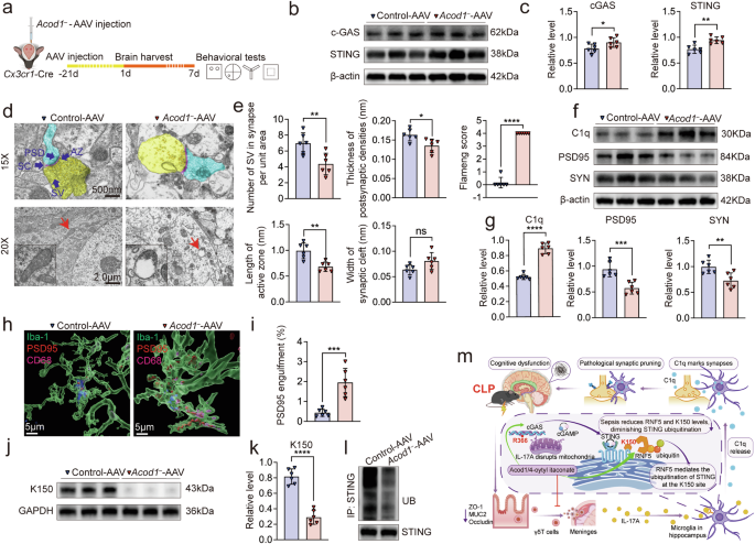 Fig. 6: Silencing of Acod1 expression in microglia.