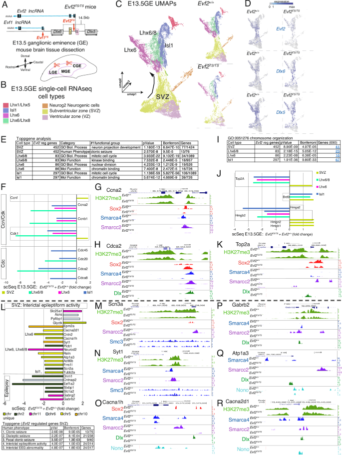 Fig. 1: Single-cell sequencing of E13.5 ganglionic eminences reveals Evf2-regulated shared and unique functional gene networks among subpopulations, with the SVZ predicting adult effects on epileptiform activity genes.