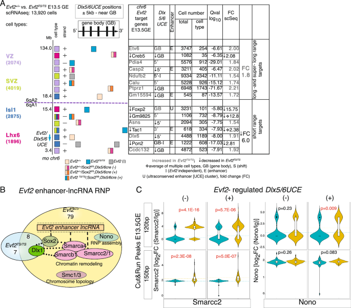 Fig. 2: Evf2 guidance of Dlx5/6UCE to gene bodies (±5 kb) divides chr6 into transcriptionally activated (short-range) and repressed (long/super-long-range) domains, altering SMARCC2 and NONO binding at Dlx5/6UCE looping-regulated sites.