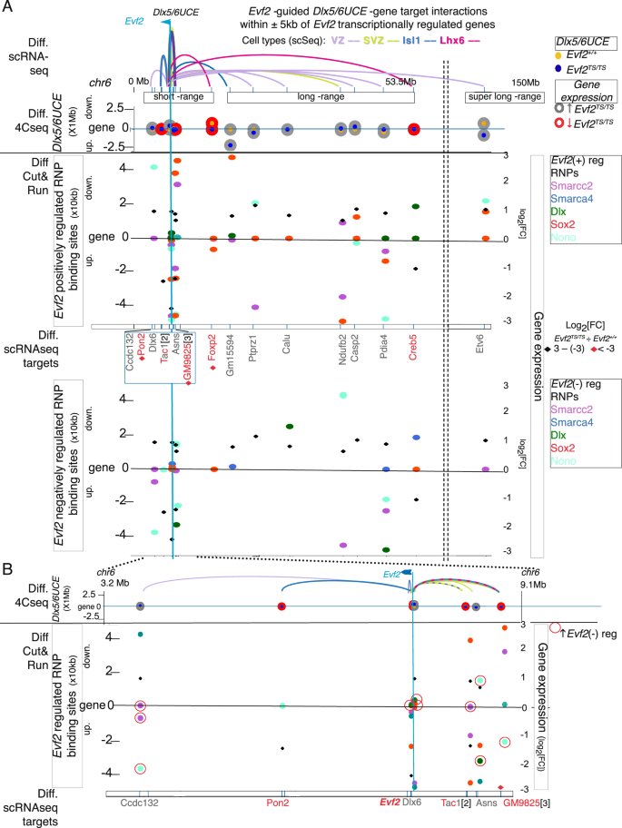 Fig. 3: Evf2 guidance of Dlx5/6UCE to gene bodies (±5 kb) align with transcriptional regulation and Evf2-RNP recruitment.