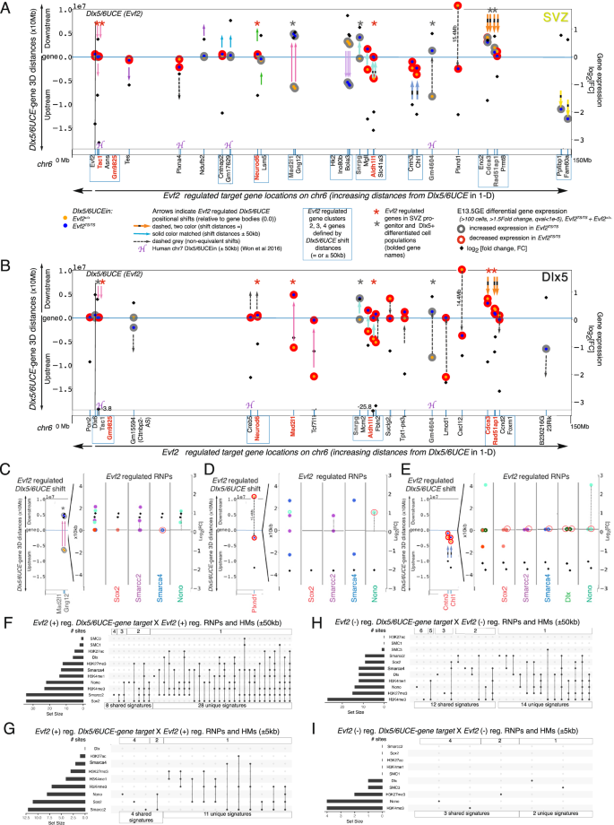 Fig. 4: Multimodal Evf2 Dlx5/6UCE guidance in gene clusters coincident with RNP binding/HM effects and transcriptional regulation during differentiation.