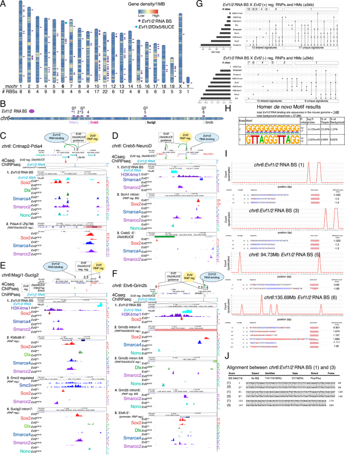 Fig. 5: Direct Evf1/2 RBSs on chr6 localize to long/and super-long-range EGGs, multi-RNP recruitment, G-rich/quadruplex, DNA:DNA identity, and transcriptional regulation.