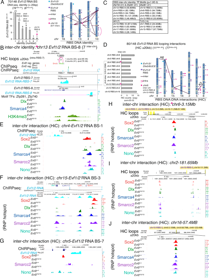 Fig. 6: Inter and intra-chromosomal looping interactions associated with RBSs are distinct from RBS inter- and intra-chromosomal identity.