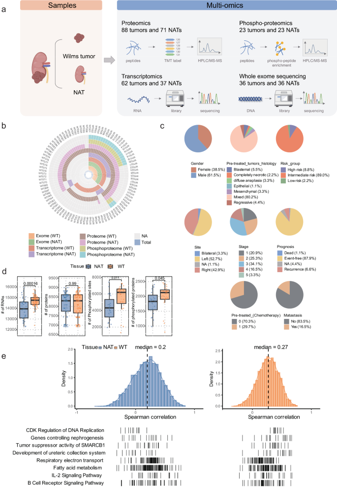 Fig. 1: Study design and proteogenomic landscape of Wilms Tumor cohort.