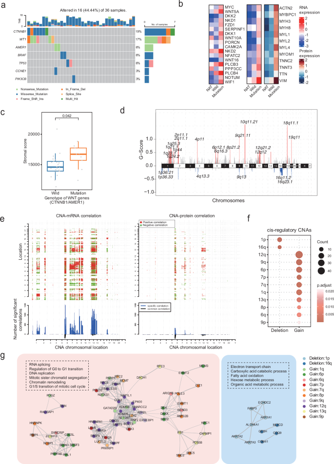 Fig. 3: The impacts of copy number alterations and mutations on mRNA and protein abundance in WT.