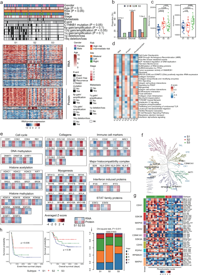 Fig. 4: Proteomic and transcriptomic stratification of WT and corresponding molecular and pathway features.