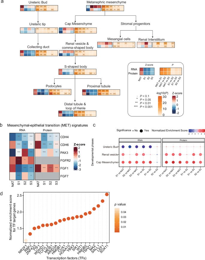 Fig. 5: Kidney development-related features of WT and difference in molecular subgroups.