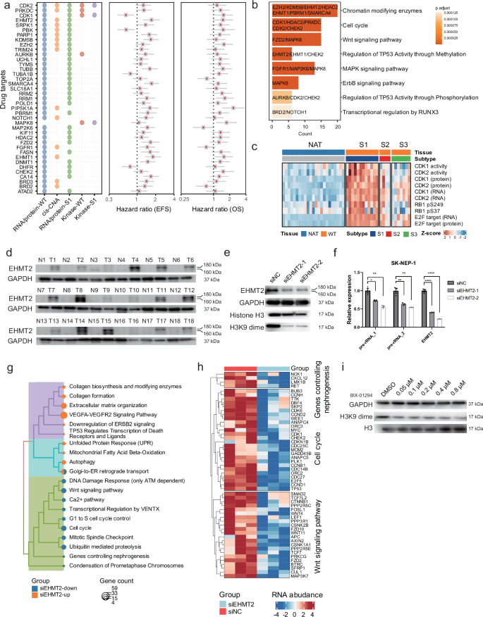 Fig. 7: Identification and validation of prognostic biomarkers and potential therapeutic targets.