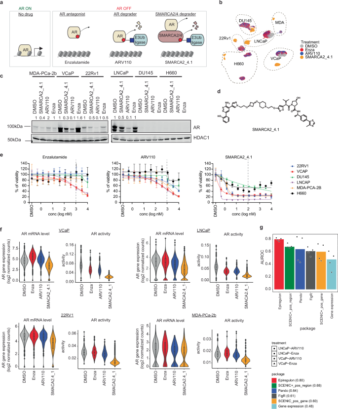 Fig. 2: Epiregulon predicts the responses of AR-modulating drugs.