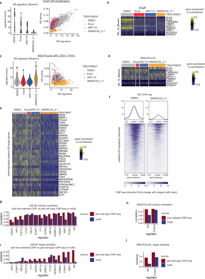 Fig. 3: Epiregulon infers activity of AR harboring neomorphic mutations.