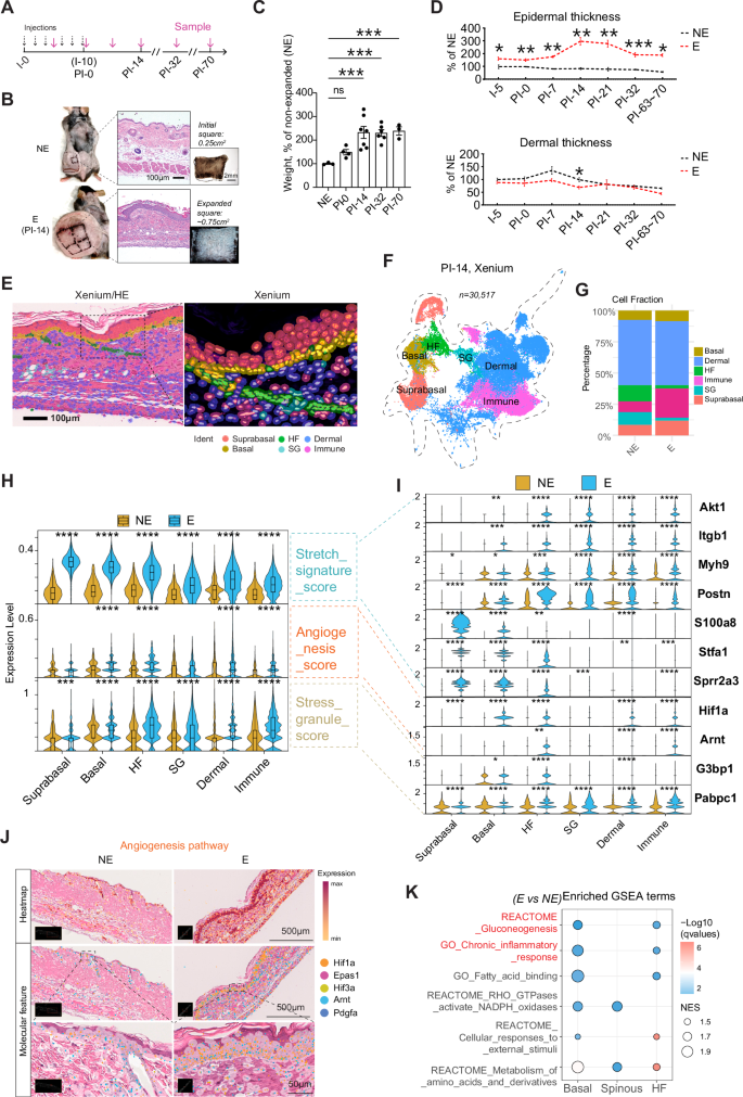 Fig. 1: Tension activates an inflammatory-metabolic molecular network in the skin.