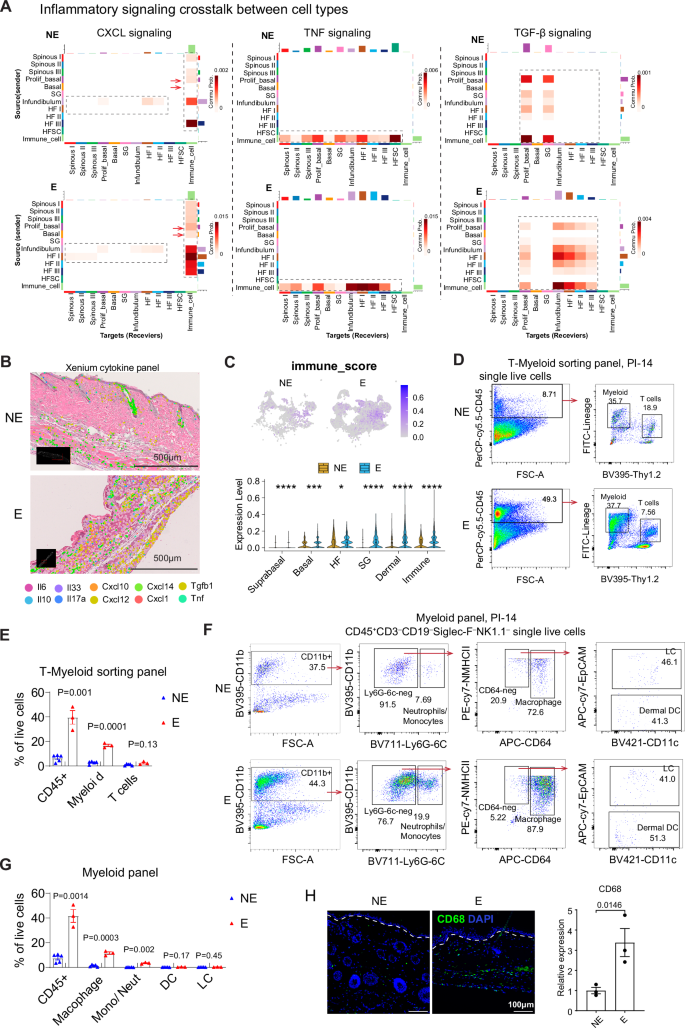 Fig. 2: Mechanical tension induces immune cell infiltration in the skin.