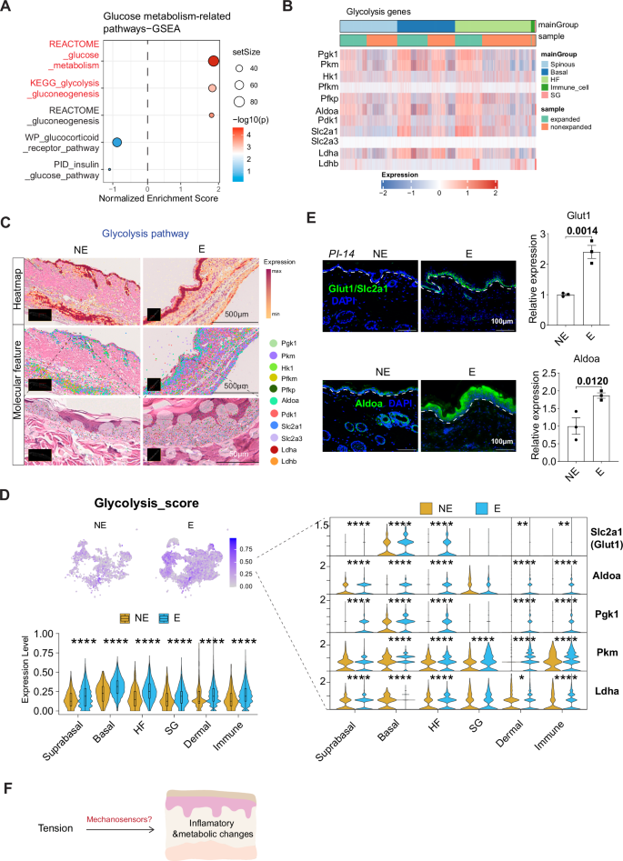 Fig. 3: Tension enhances the glycolysis pathway in the skin.