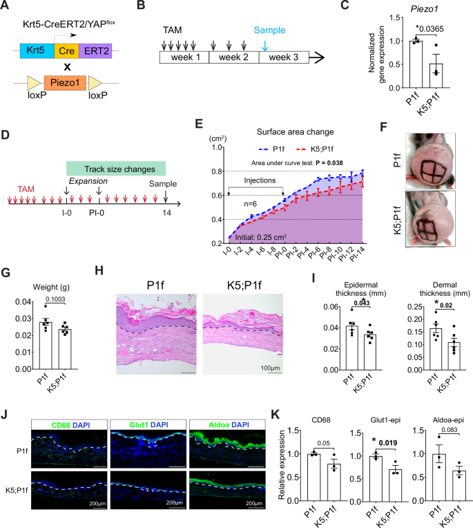 Fig. 4: Loss of Epidermal-Piezo1 inhibits tissue expansion in vivo.