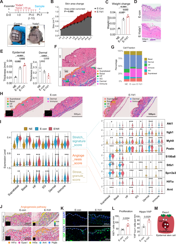 Fig. 5: Piezo1 activation promotes tissue expansion in vivo.