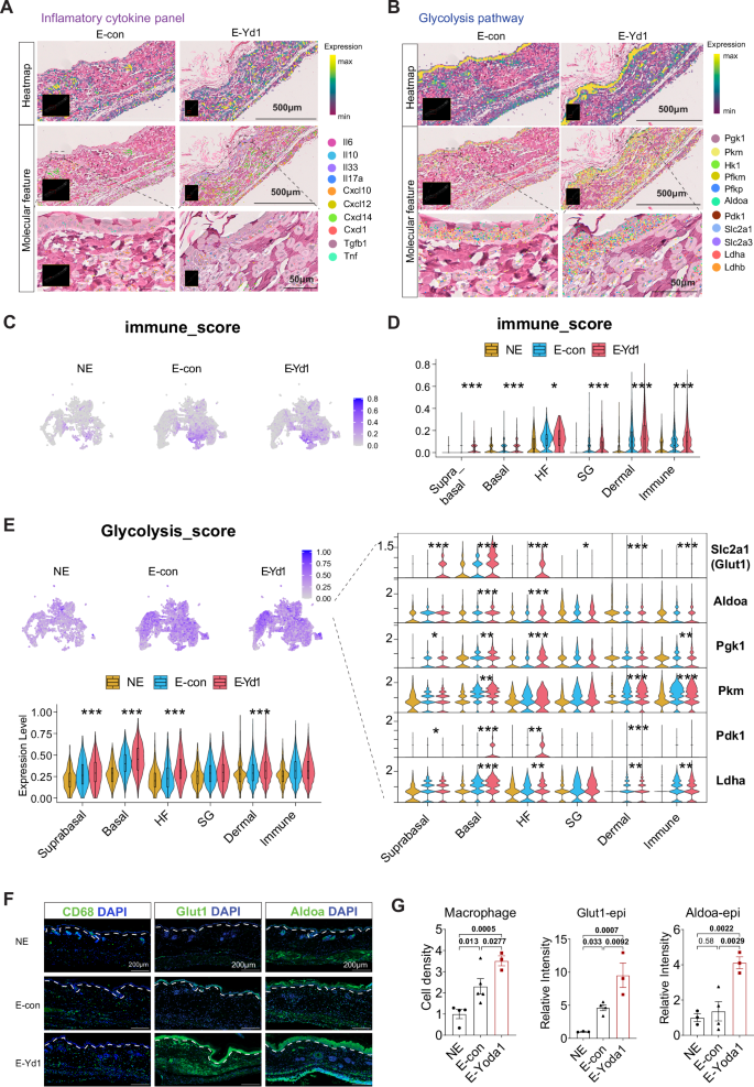 Fig. 6: Piezo1 activation increases the inflammation and glycolysis pathways.