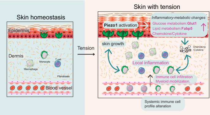 Fig. 7: Graphical summary.