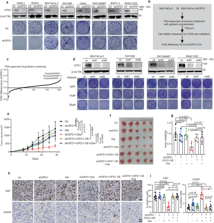 Fig. 2: OFD1 depletion sensitizes PDACs to PARPi treatment.
