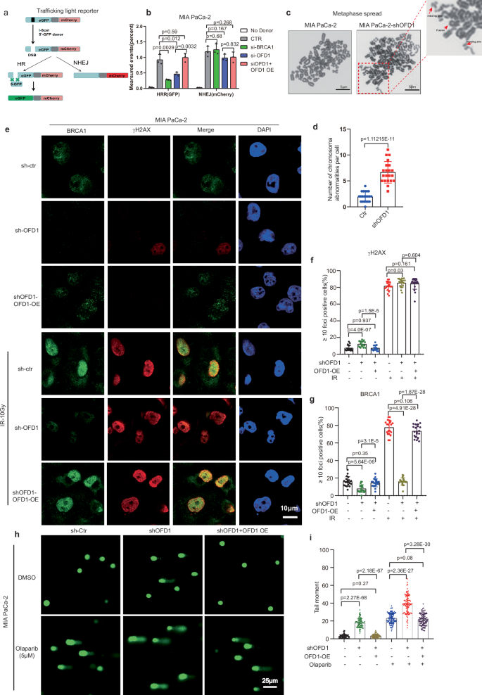 Fig. 4: OFD1 depletion impairs BRCA1-mediated DNA damage response and repair efficiency.
