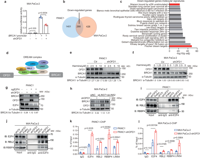 Fig. 5: OFD1 modulates BRCA1 expression via the DREAM complex.