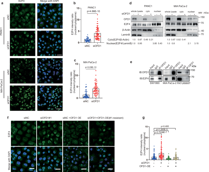 Fig. 6: OFD1 regulates the nuclear import of E2F4.