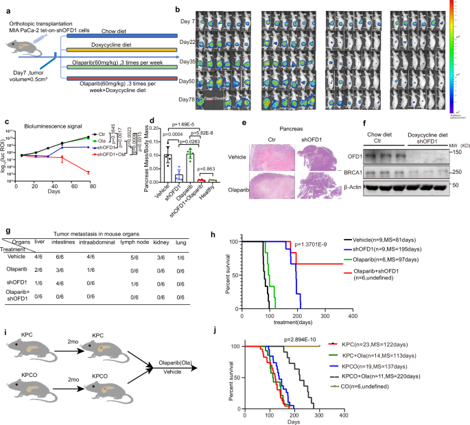 Fig. 7: Combined inhibition of OFD1 and PARP causes tumor regression and prolongs survival in spontaneous and orthotopic pancreatic cancer models.