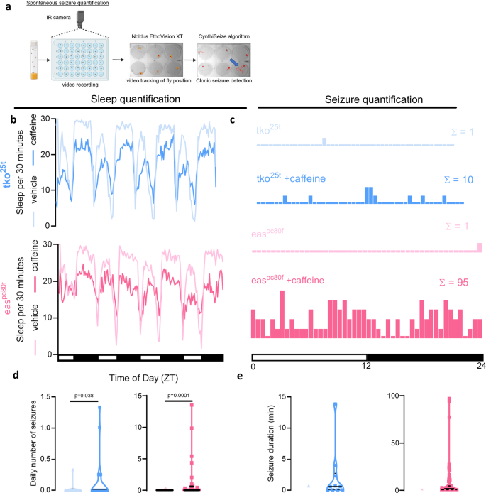 Fig. 2: Drosophila exhibit spontaneous seizures after sleep restriction.